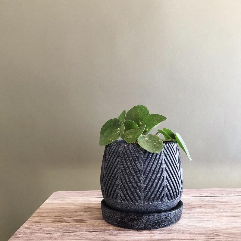 ピレア ペペロミオイデス Netote Bouquet ピレア ペペロミオイデス Netote Bouquet