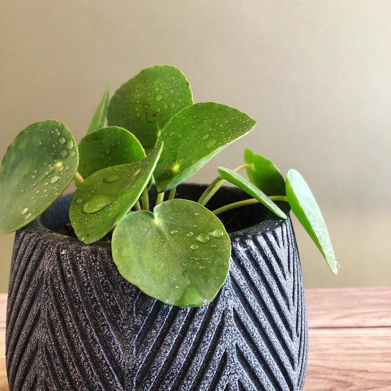 ピレア ペペロミオイデス Netote Bouquet ピレア ペペロミオイデス Netote Bouquet