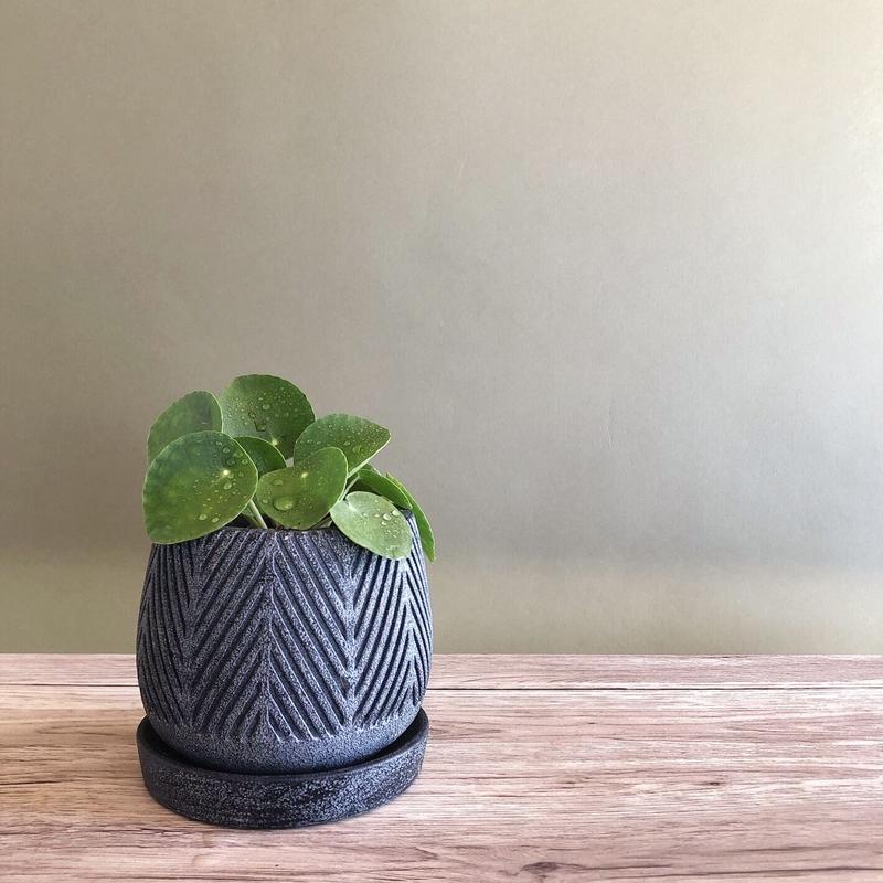 ピレア ペペロミオイデス Netote Bouquet ピレア ペペロミオイデス Netote Bouquet