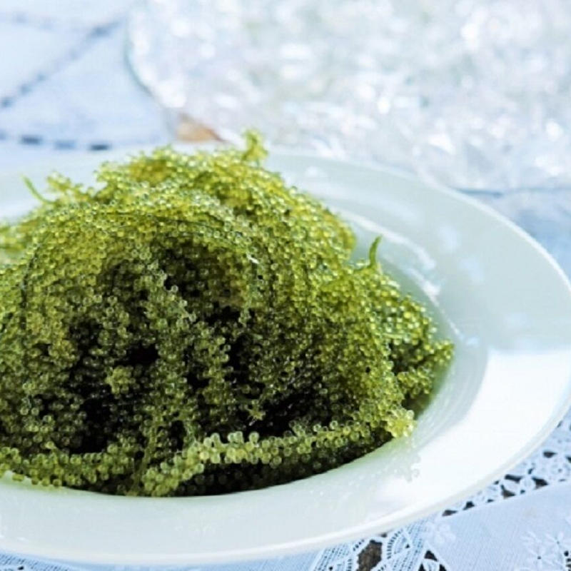 茎付き 生 海ぶどう おまとめ超大箱１０ｋｇ シークヮーサー果汁入りタレ付き 生産者から新鮮直