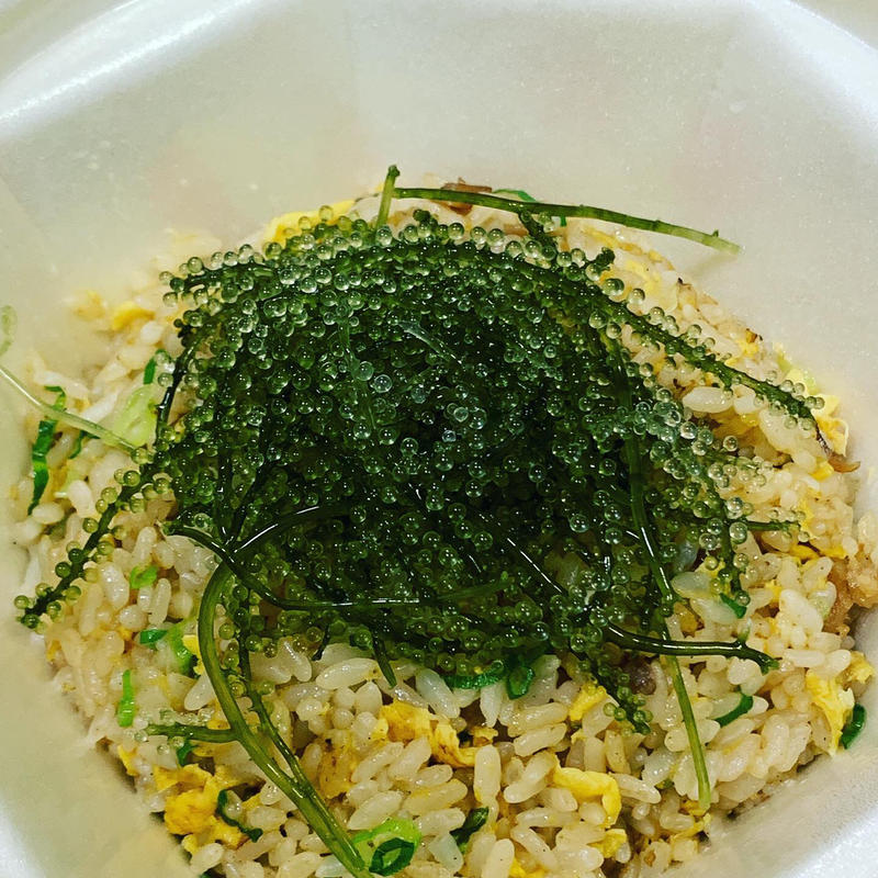 茎付き 生 海ぶどう おまとめ超大箱１０ｋｇ シークヮーサー果汁入りタレ付き 生産者から新鮮直