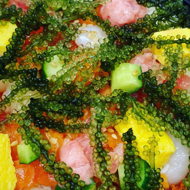 茎付き 生 海ぶどう おまとめ超大箱１０ｋｇ シークヮーサー果汁入りタレ付き 生産者から新鮮直