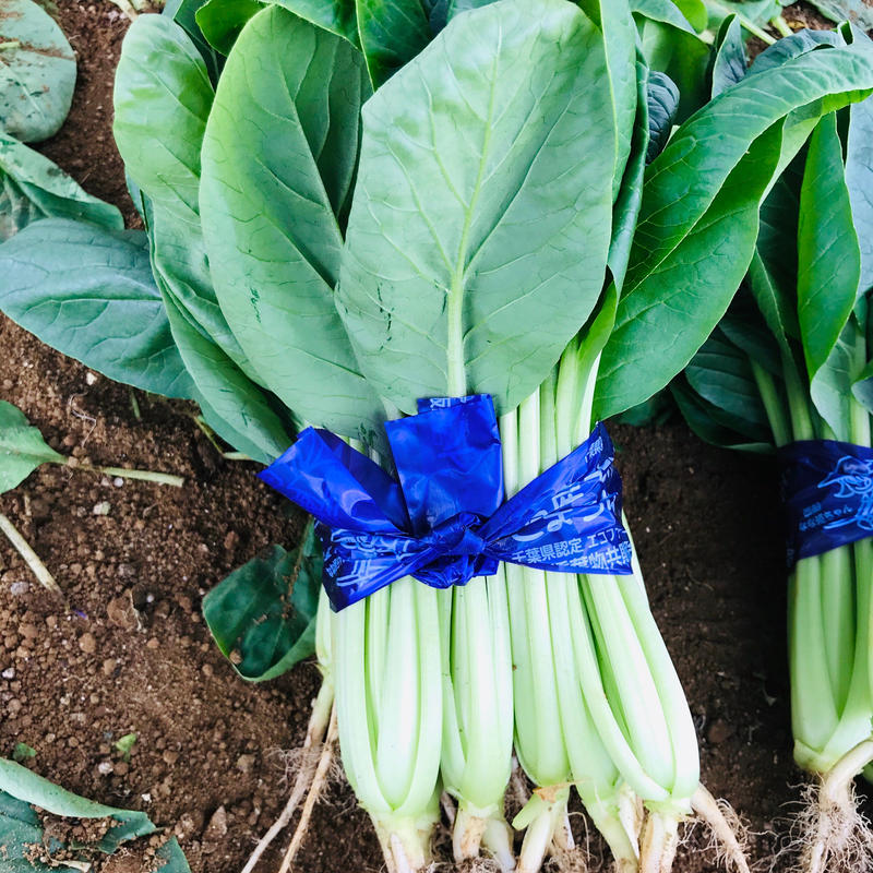 小松菜 1束 ひらの農園 西船橋 船橋野菜