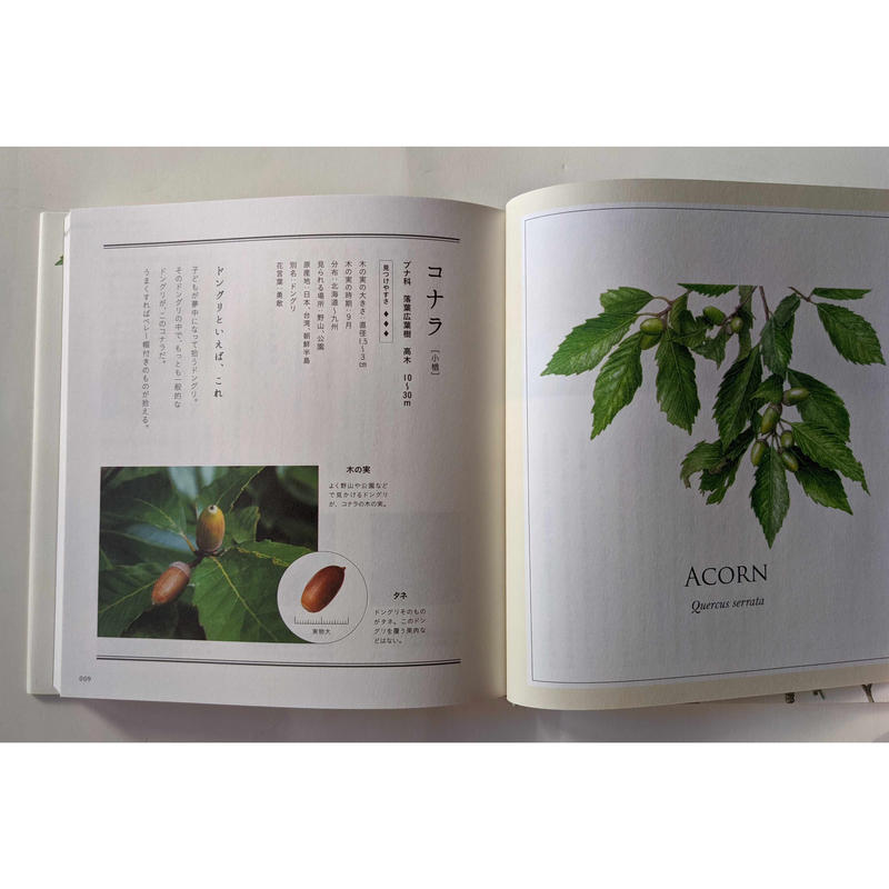 木の実の名前 Nowaki