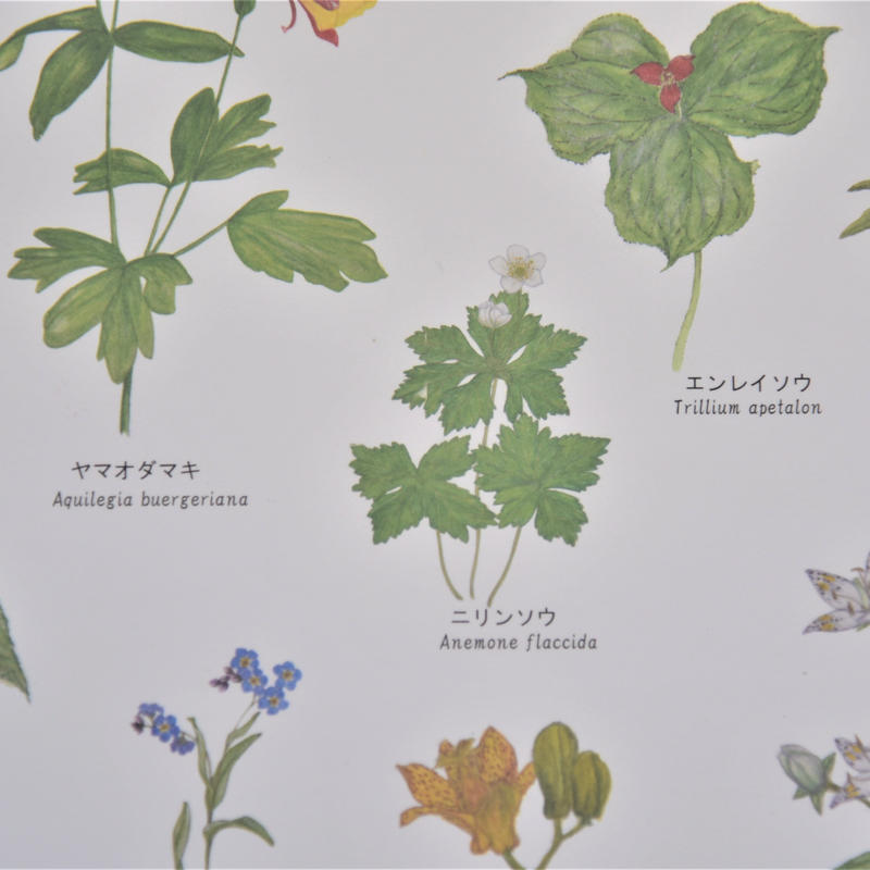 ランドネオンライン21秋 掲載商品 上高地の花 100 ポスター A1サイズ 訳あり品