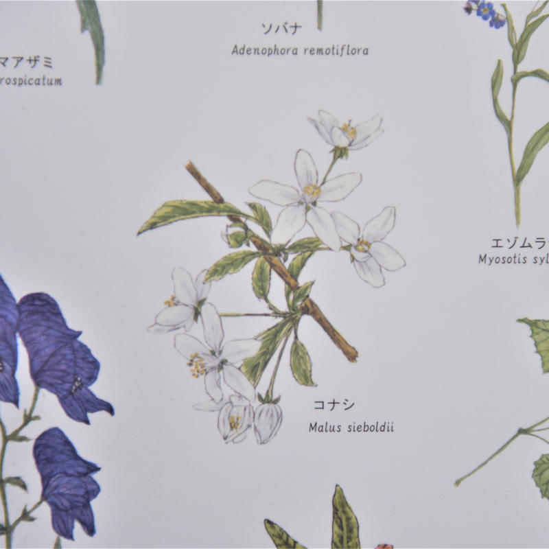 ランドネオンライン21秋 掲載商品 上高地の花 100 ポスター A1サイズ 訳あり品