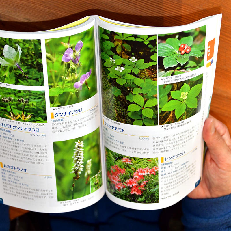 書籍 上高地の花ハンドブック 樹木図鑑 野草図鑑 調べやすい季節別配列 充実の311種 前田