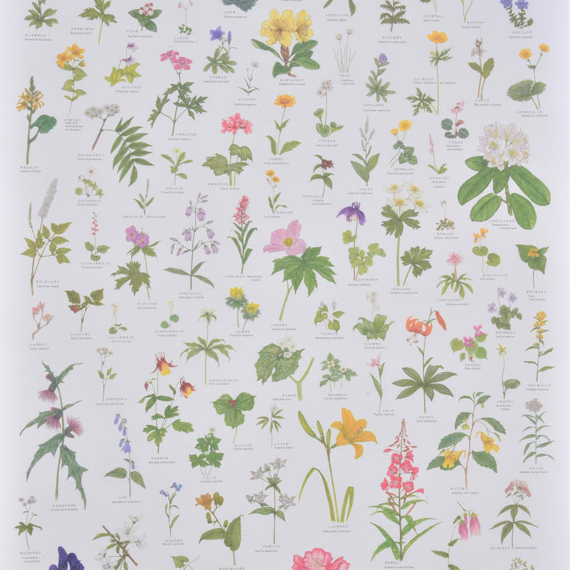 ランドネオンライン21秋 掲載商品 上高地の花 100 ポスター A1サイズ 訳あり品