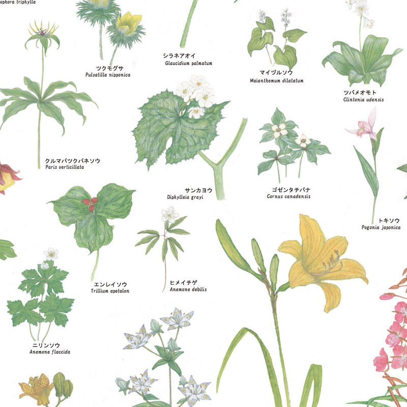 上高地の花 100 ポスター A1サイズ Natural Parks Foundation