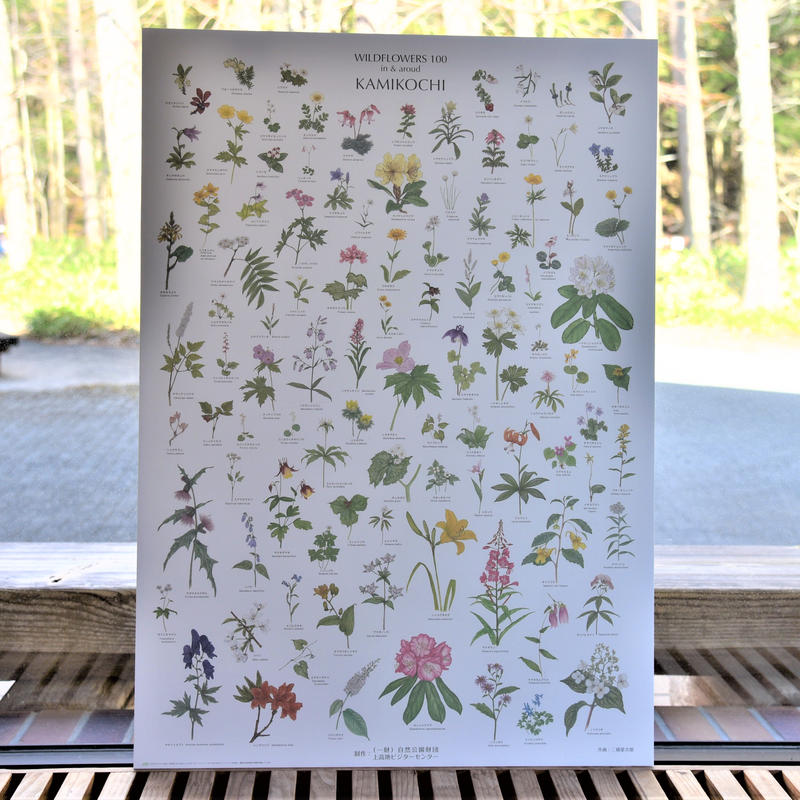 ランドネオンライン21秋 掲載商品 上高地の花 100 ポスター A1サイズ 訳あり品