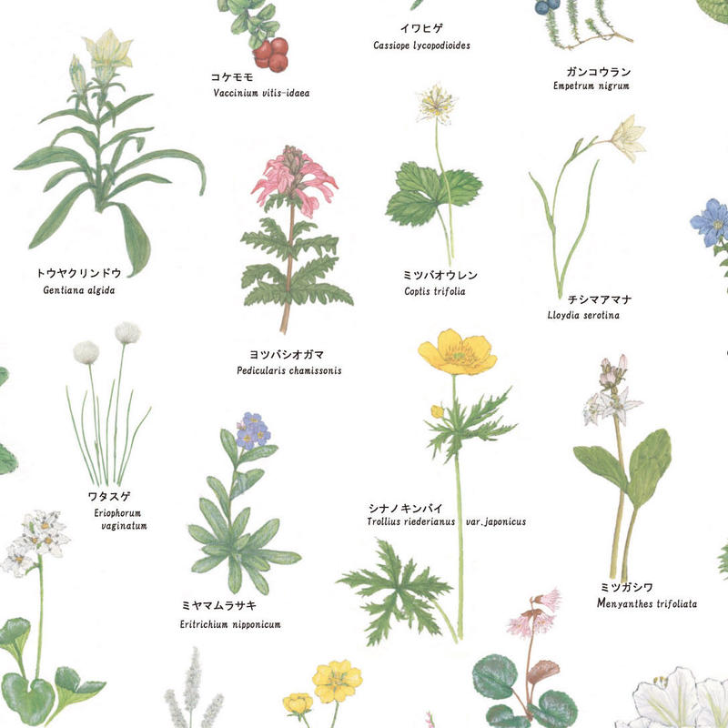 上高地の花 100 ポスター A1サイズ Natural Parks Foundation