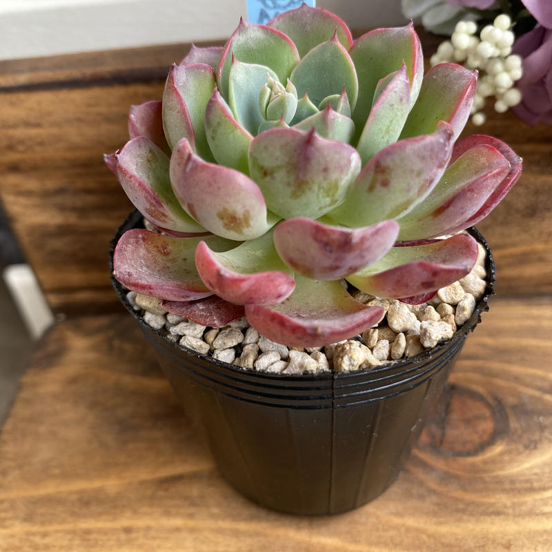 都内で Monica Drop 多肉植物 韓国苗 植物 観葉植物 Www Mermaid Pl