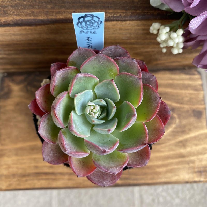 都内で Monica Drop 多肉植物 韓国苗 植物 観葉植物 Www Mermaid Pl