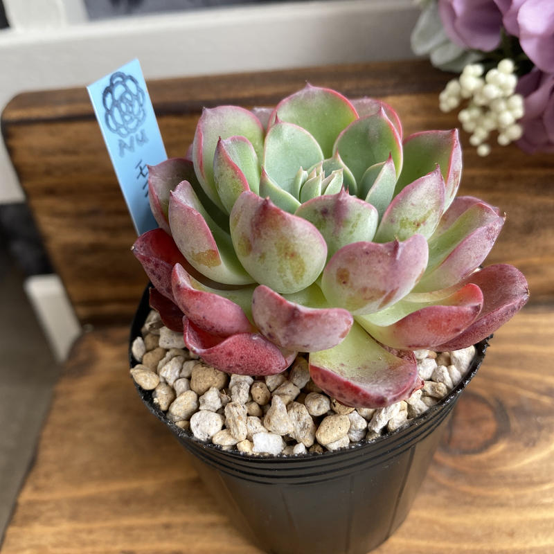 都内で Monica Drop 多肉植物 韓国苗 植物 観葉植物 Www Mermaid Pl