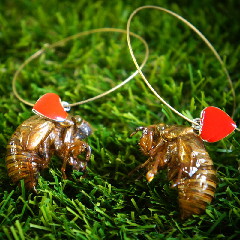蝉の抜け殻ピアス 蝉のぬけがら販売 ヌケガラッチショップ
