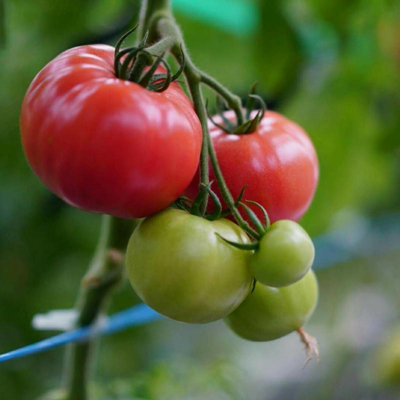 順次発送 秋穂とまと Lサイズ ４kg ２箱 たちばな農園