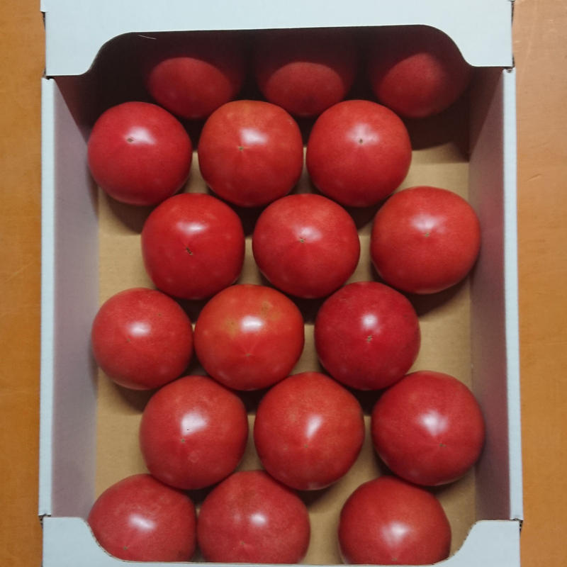 順次発送 秋穂とまと Lサイズ ４kg ２箱 たちばな農園