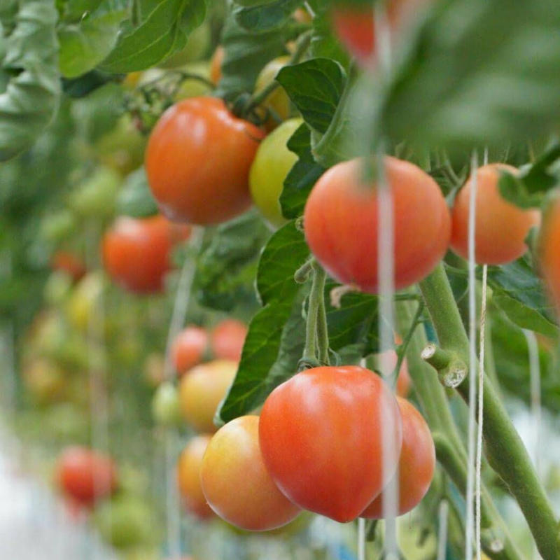 順次発送 秋穂とまと Lサイズ ４kg ２箱 たちばな農園