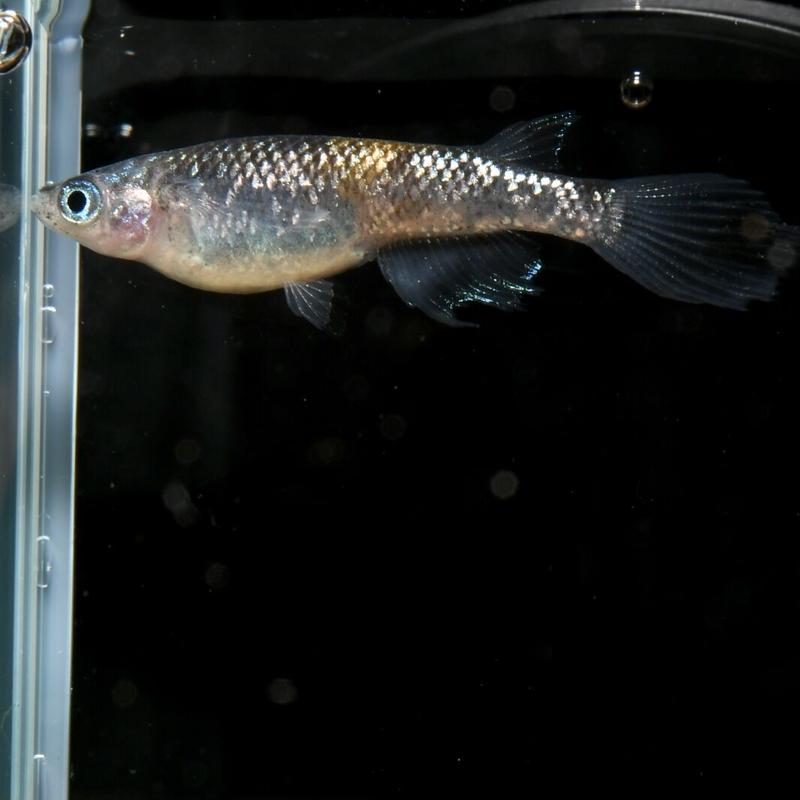 忘却の翼 オス1メス2 Ohana Medaka