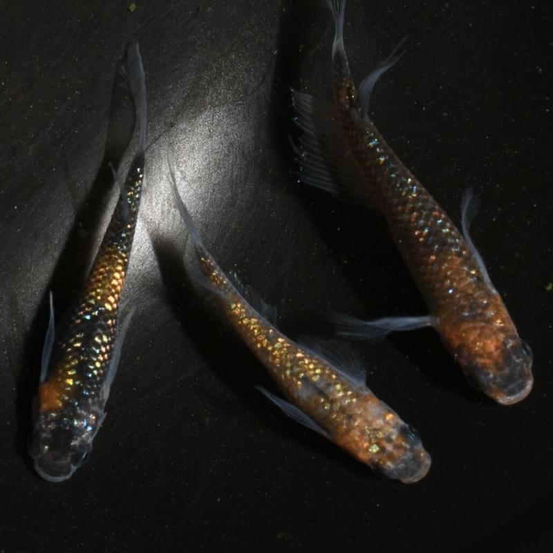 忘却の翼 オス1メス2 Ohana Medaka