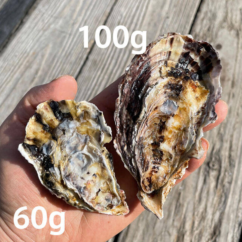 お一人様限定特別価格！　注文受付後水揚げ！真牡蠣10kg お一人様限定特別価格！ 注文受付後水揚げ！真牡蠣10kg