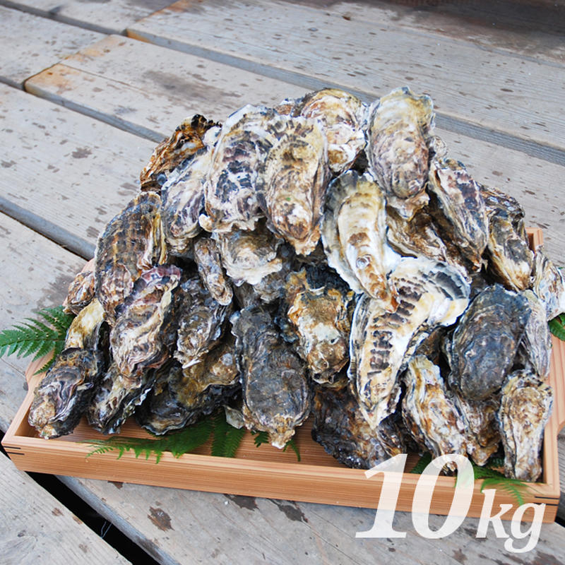 お一人様限定特別価格！　注文受付後水揚げ！真牡蠣10kg お一人様限定特別価格！ 注文受付後水揚げ！真牡蠣10kg