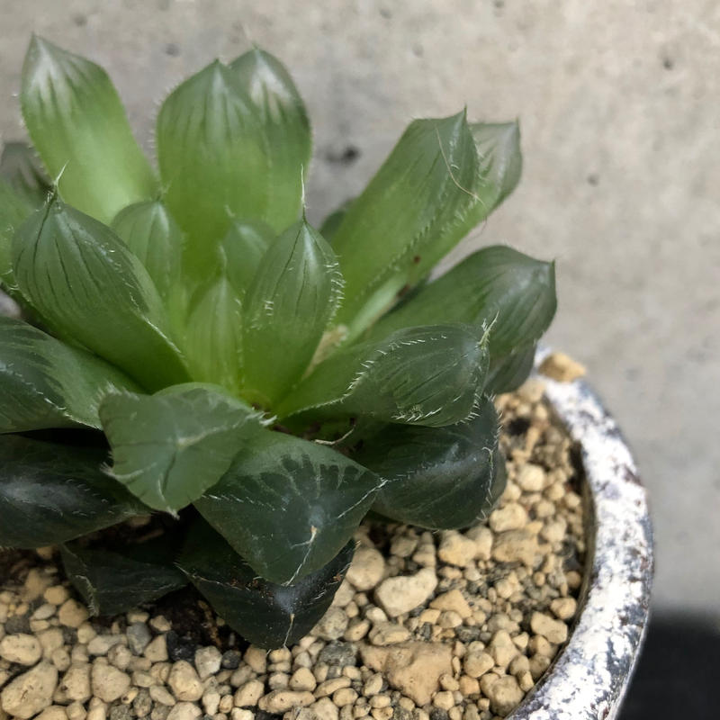 ハオルチア 巨窓赤線オブツーサ On The Leaf