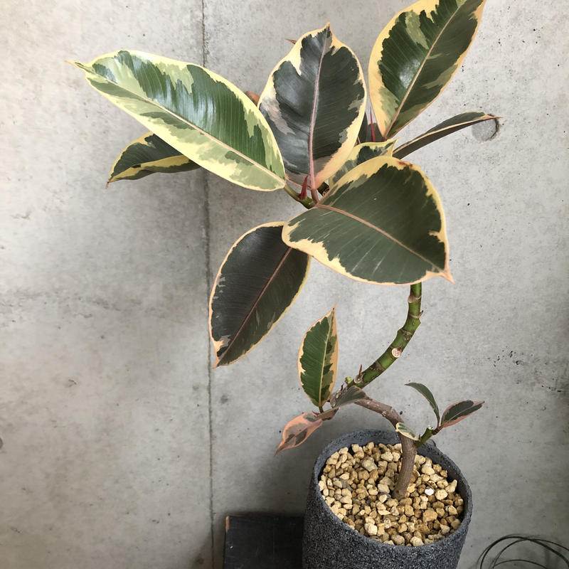 フィカス ティネケ On The Leaf