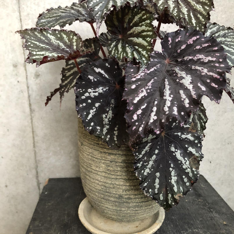 レックスベゴニア On The Leaf レックスベゴニア On The Leaf