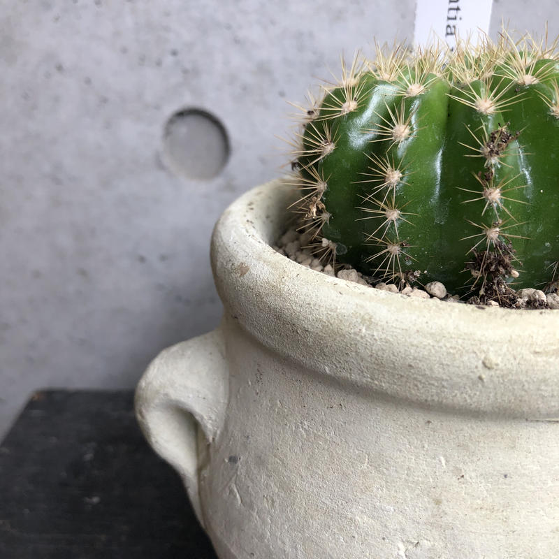 エキノプシス カルクロラ 金盛丸 On The Leaf