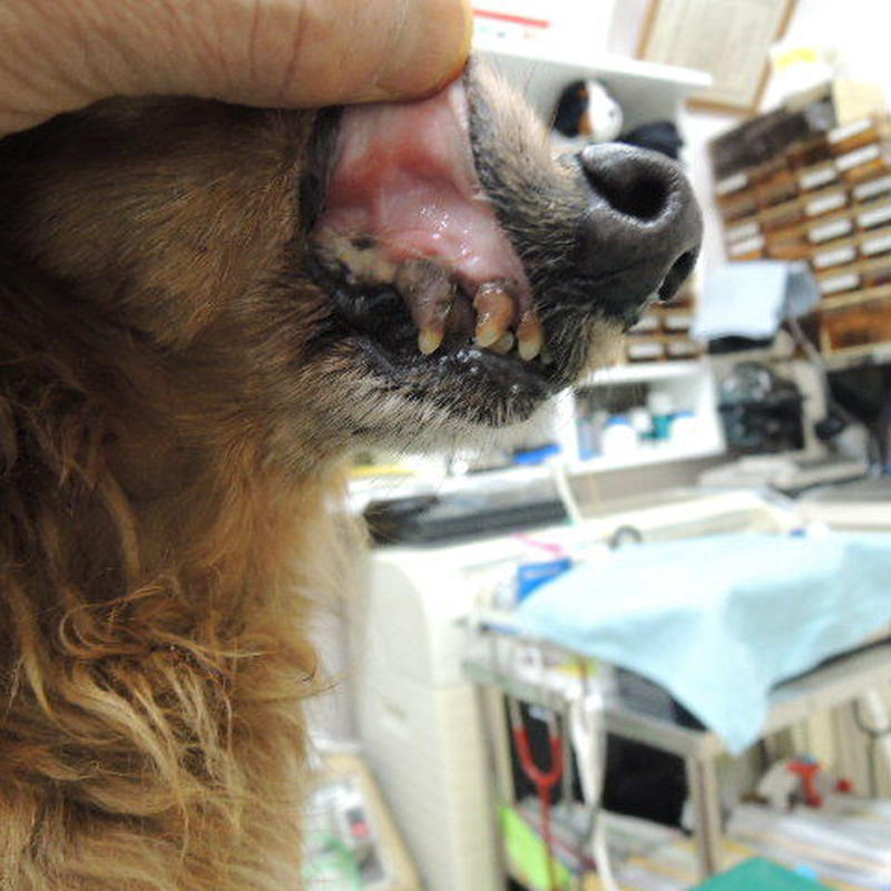 公式 オーラルピース フォーペット スプレー 犬と猫の安全マウススプレー 液体ハミガキ シュ