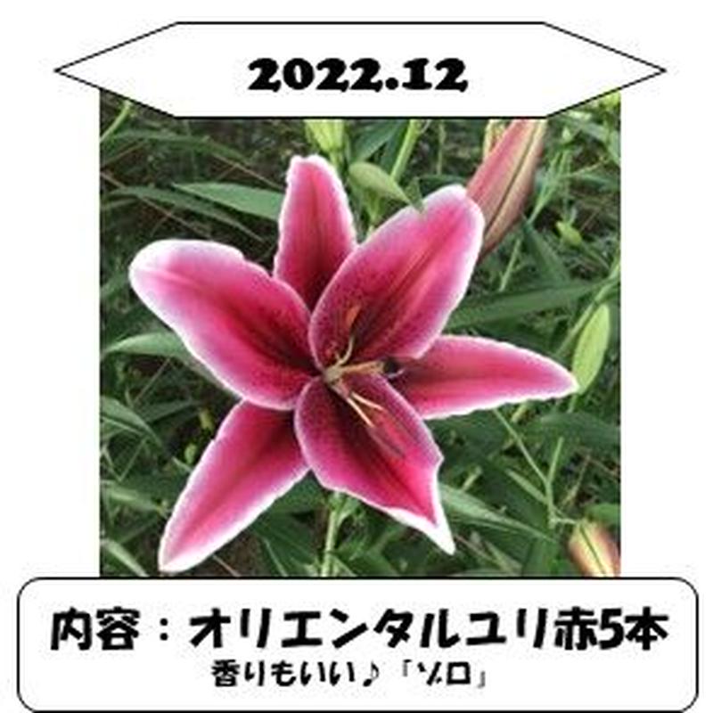 1か月コース 22 23ユリの定期便 Life With Lilies ユリと一