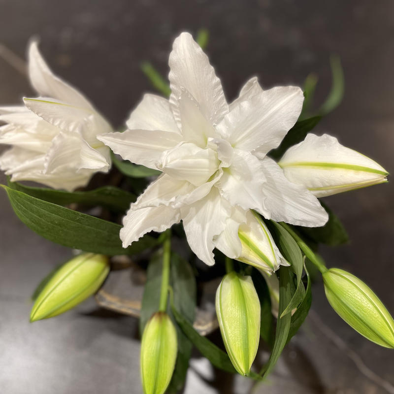 八重白ユリ ボールオブビューティー 1本売り 10月16日着まで ご希望の着日を必ず備考欄にお