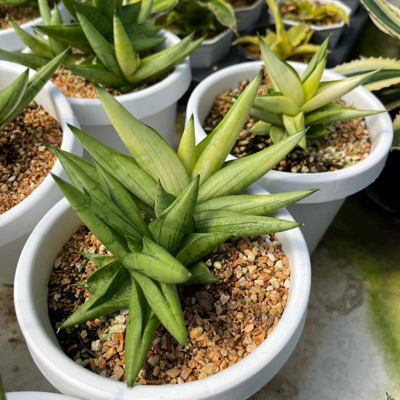 サンセベリア・スタッキー④本物☆珍奇植物☆サンスベリア