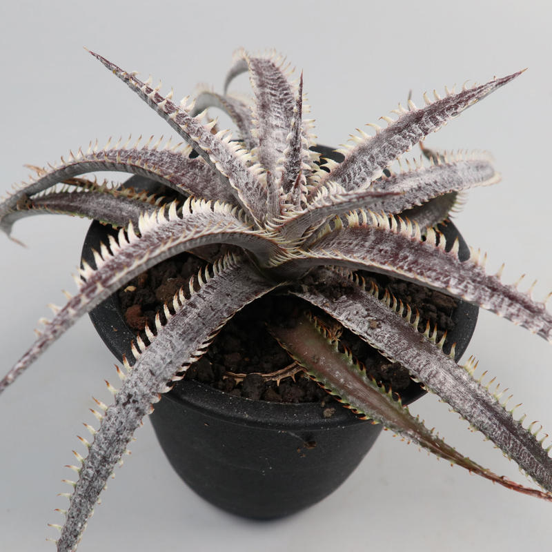 ディッキア dawsonii Bill Baker's Clone ディッキア Dyckia Code NW