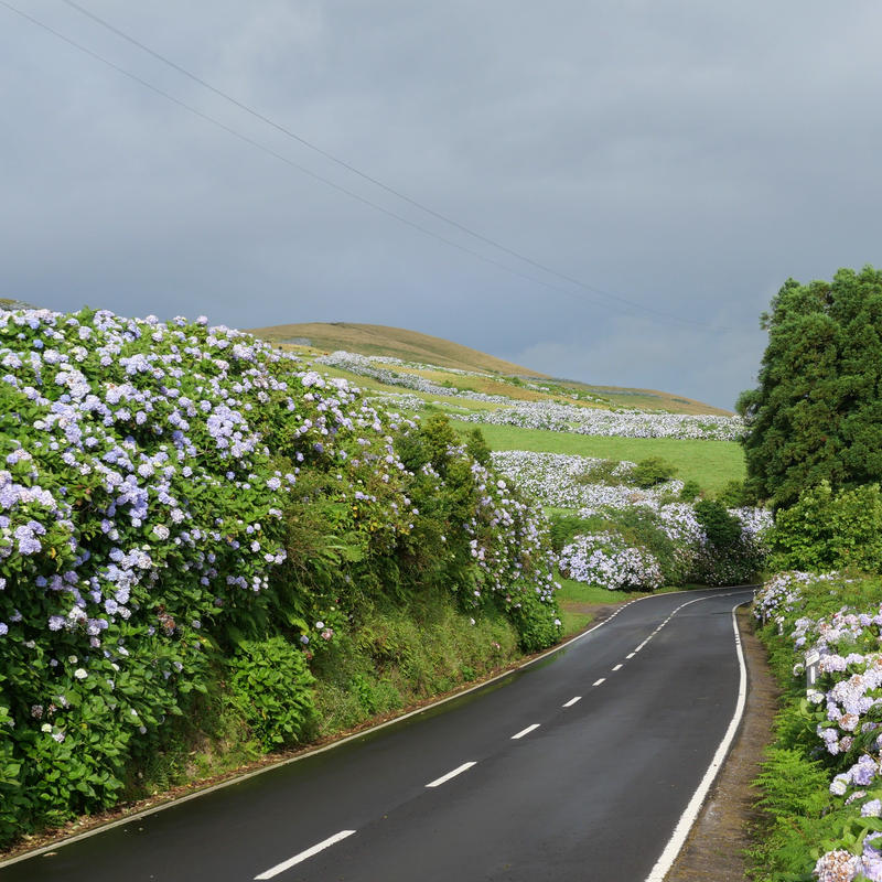 テルセイラ島の刺繍のドイリー アジサイ アンドリーニャ