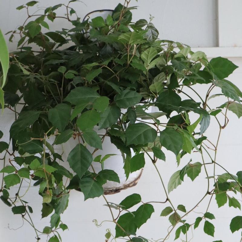 グレープアイビー Peu Connu Store グレープアイビー Peu Connu Store