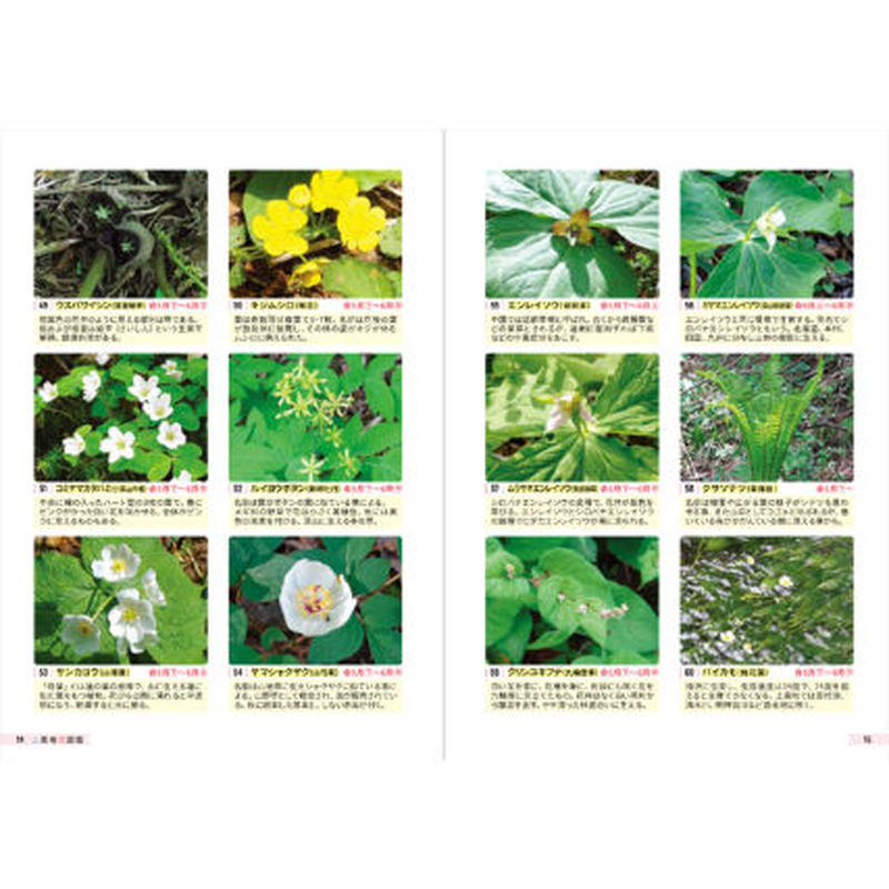 歩いて愉しむ 上高地 花図鑑 株式会社フォト信州