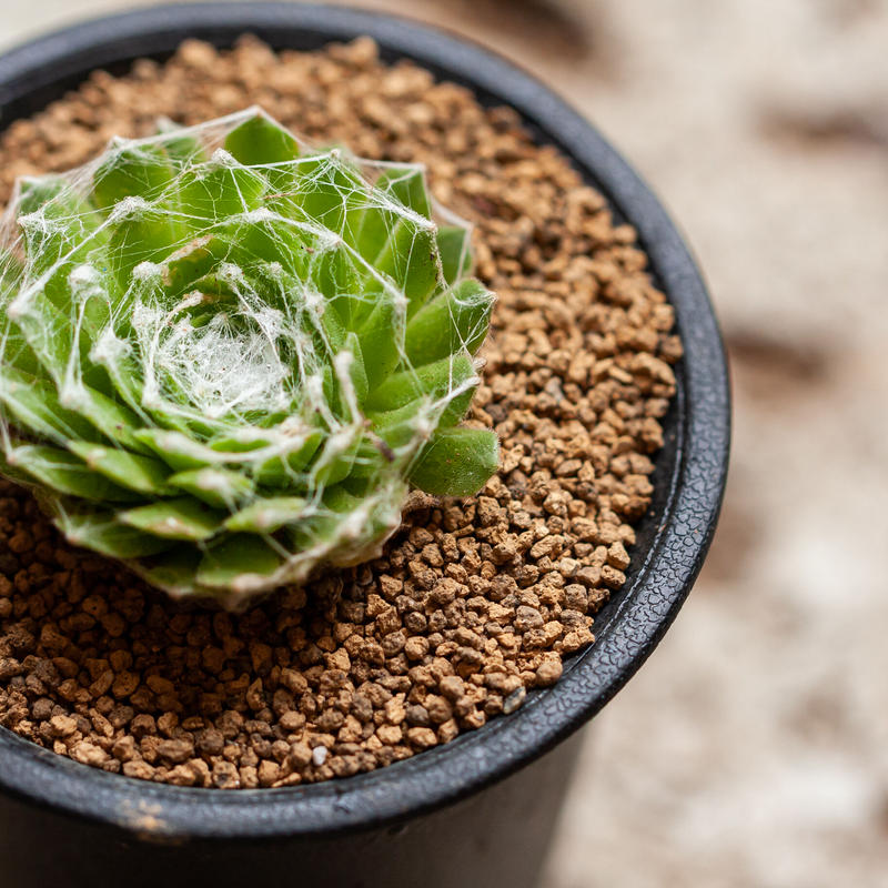 センペルビューム 大巻絹 Planted 多肉 サボテンonline Shop