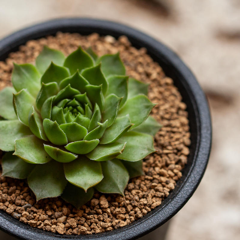 センペルビューム ダーク ポイント Planted 多肉 サボテンonline Shop