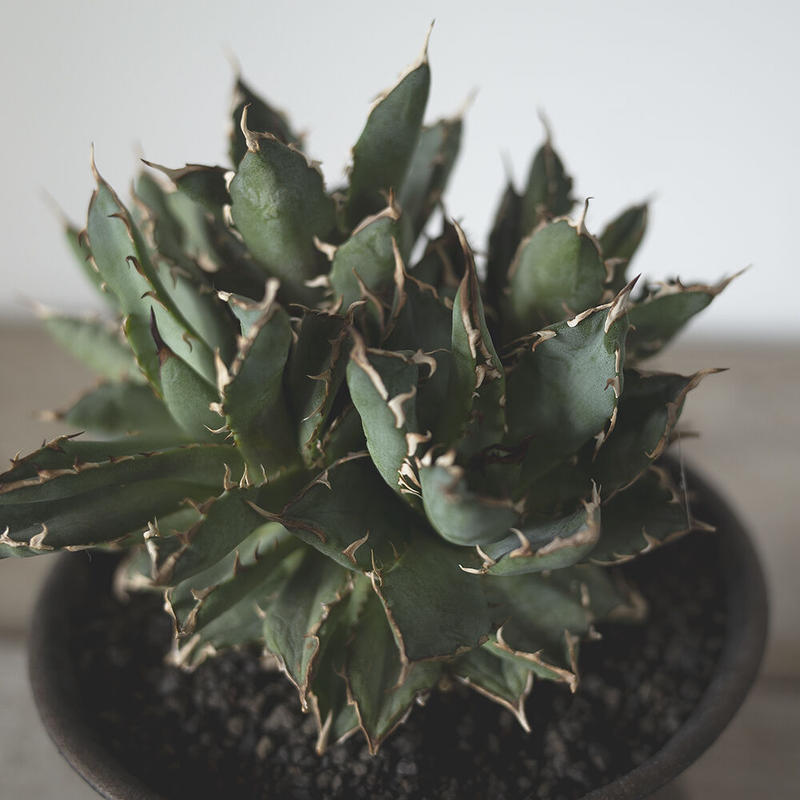 アガベ チタノタ フィリグリー Agave Titanota Filigree Plan