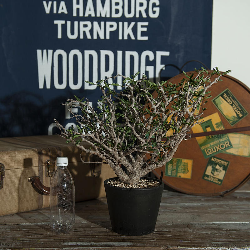 センナ メリディオナリス Senna Meridionalis Plants Of Barn