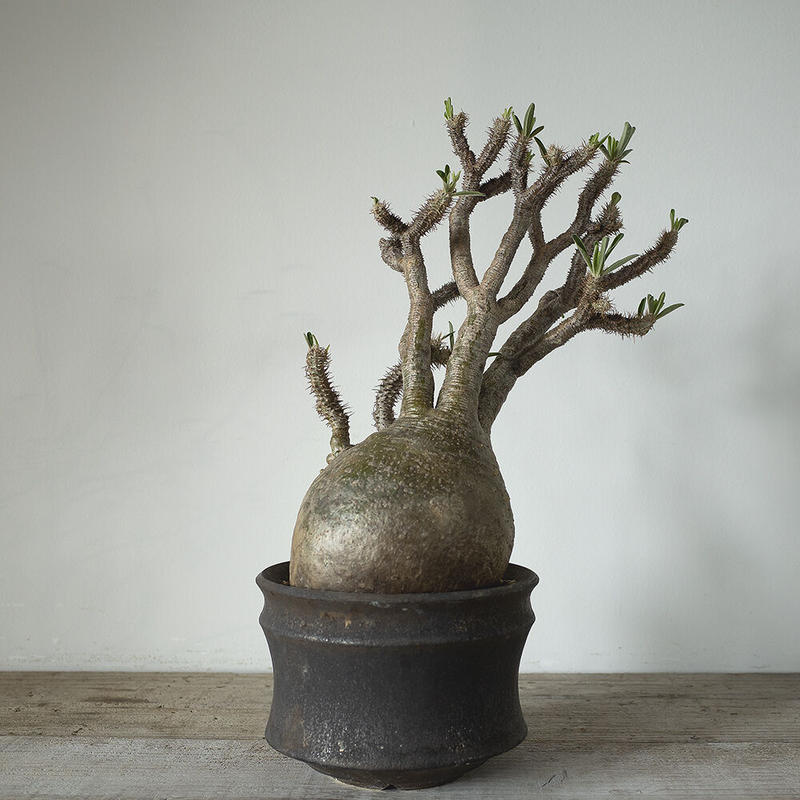 パキポディウム グラキリス Pachypodium Rosulatum Var Gracili