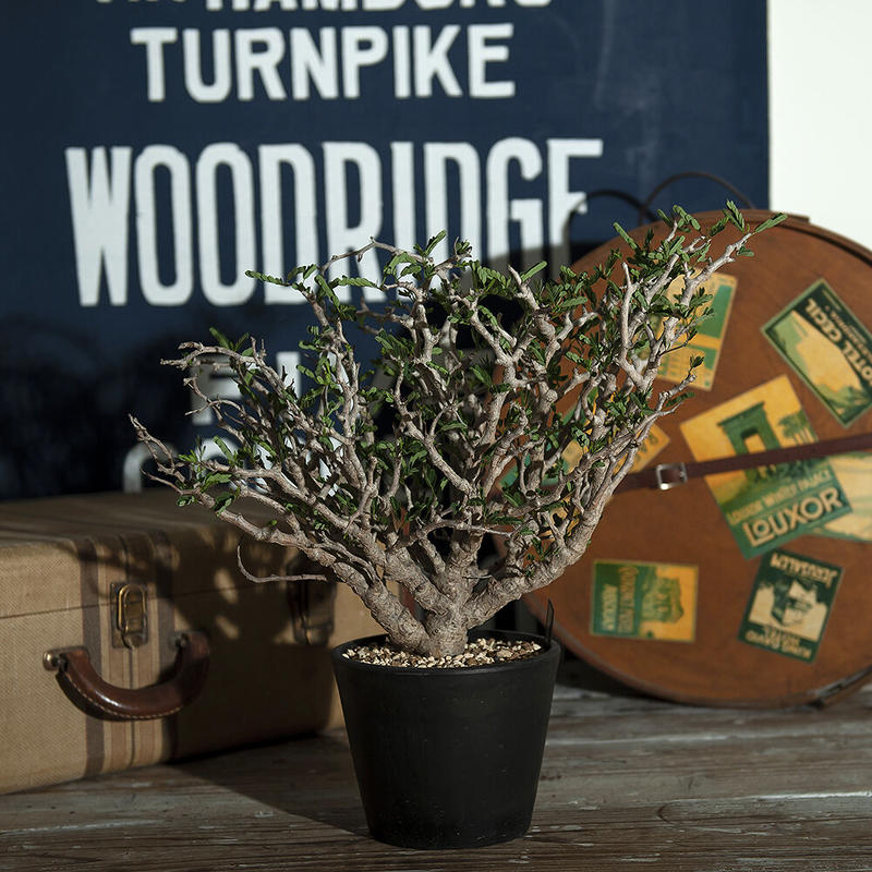 センナ メリディオナリス Senna Meridionalis Plants Of Barn