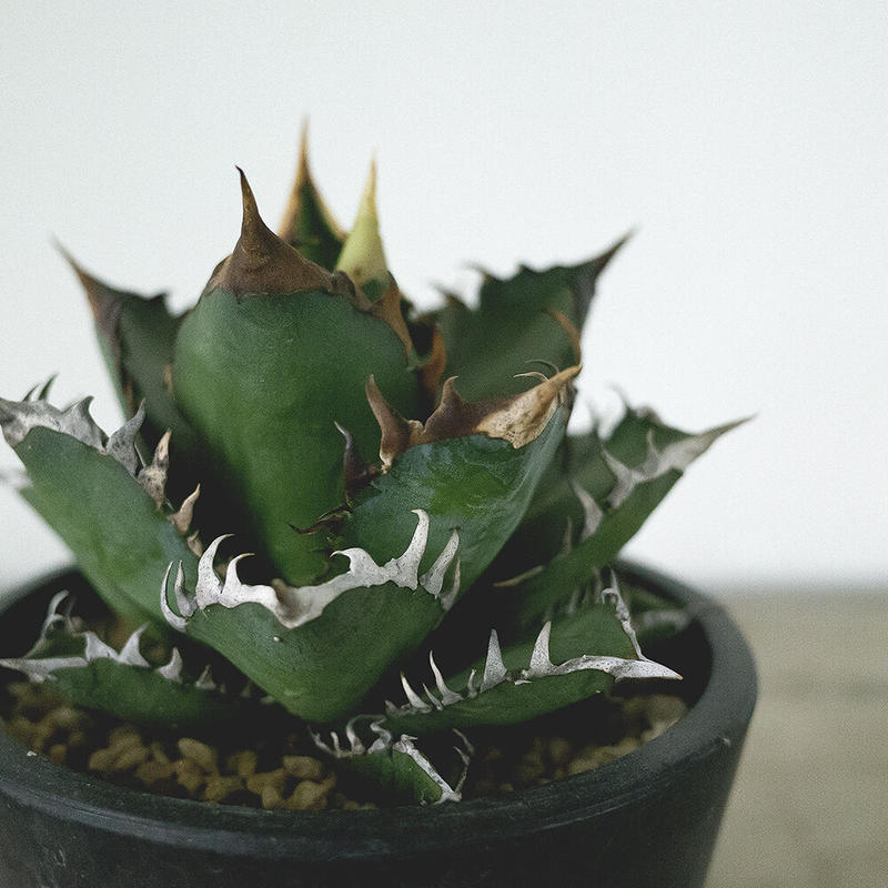 アガベ チタノタ レッドキャットウィーズル Agave Tinanota Red Cat W