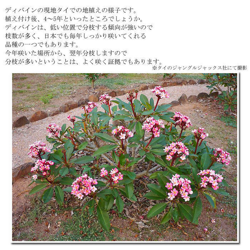 プルメリア 5号 1年生 高さ約50センチ 蕾無し 全12品種 Plumist