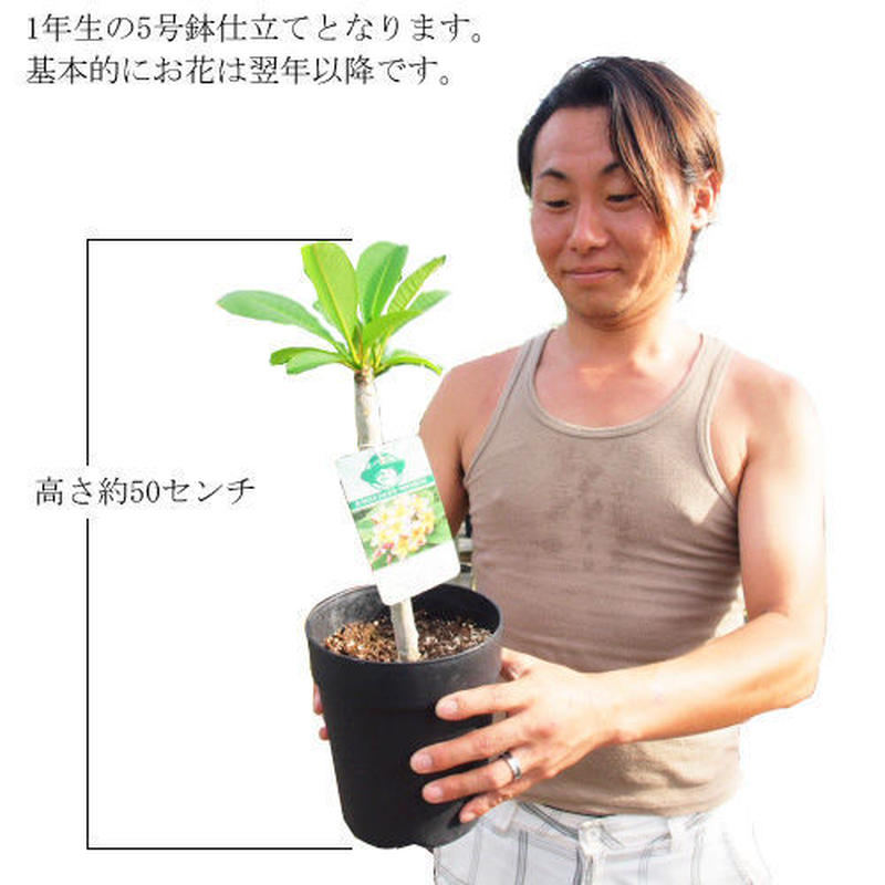 プルメリア 5号 1年生 高さ約50センチ 蕾無し 全12品種 Plumist