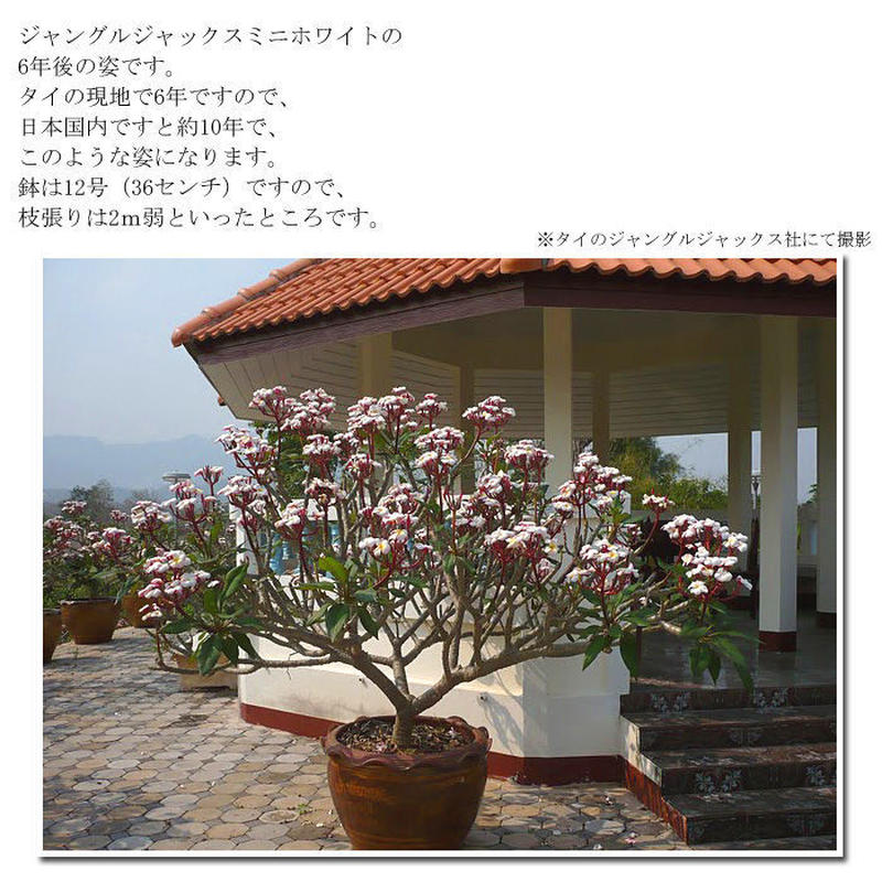 プルメリア 5号 1年生 高さ約50センチ 蕾無し 全12品種 Plumist