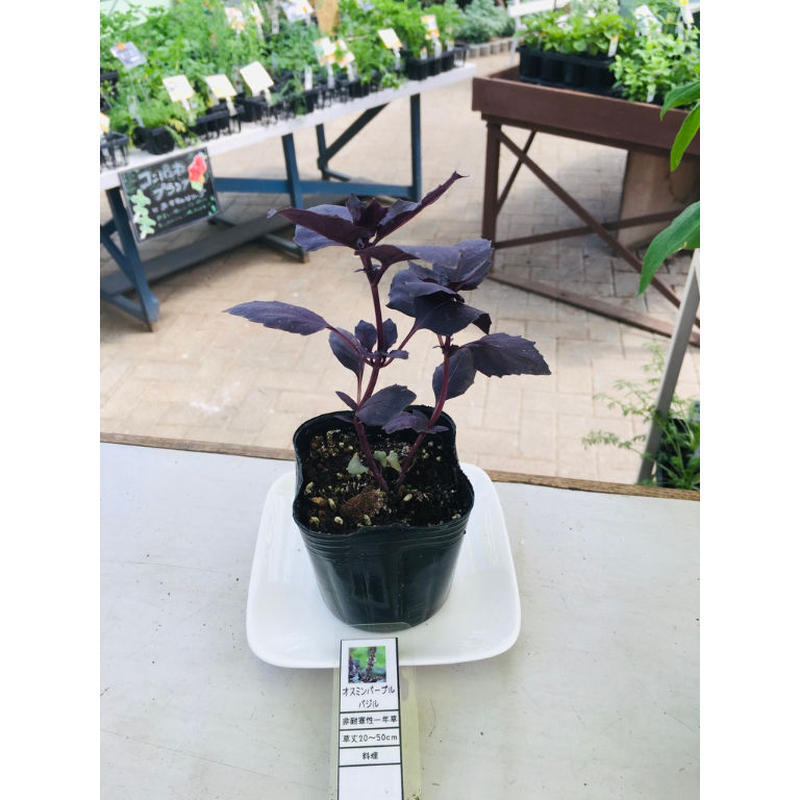 オスミンパープル バジル 苗 ナチュラルマルシェ ソヨソヨ