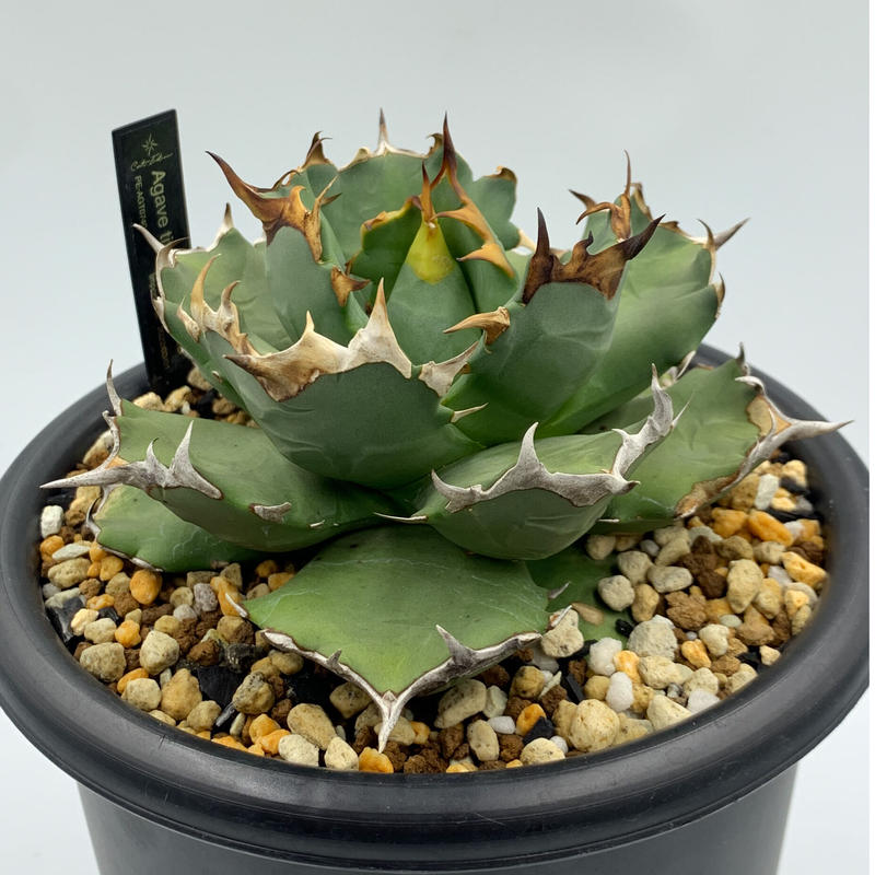 アガベ チタノタ Whitethorn ホワイトソーン インドネシア株